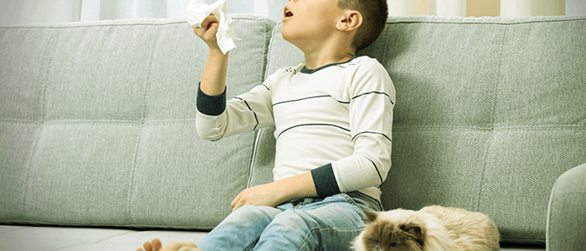 What are pet allergies and how to take care?